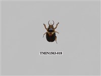 藏品(文龍角金龜)的圖片